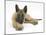 Belgian Shepherd Dog Puppy, Antar, 10 Weeks, Lying with Chin on Crossed Paws-Mark Taylor-Mounted Photographic Print