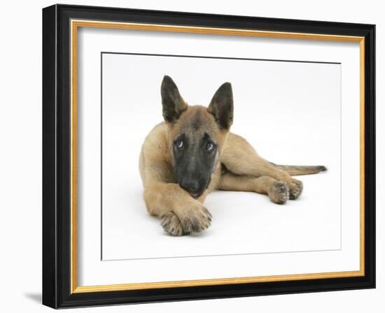 Belgian Shepherd Dog Puppy, Antar, 10 Weeks, Lying with Chin on Crossed Paws-Mark Taylor-Framed Photographic Print