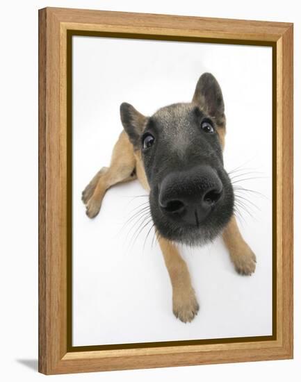 Belgian Shepherd Dog Puppy, Antar, 10 Weeks, Lying with Head Raised-Mark Taylor-Framed Premier Image Canvas