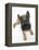 Belgian Shepherd Dog Puppy, Antar, 10 Weeks, Lying with Head Raised-Mark Taylor-Framed Premier Image Canvas