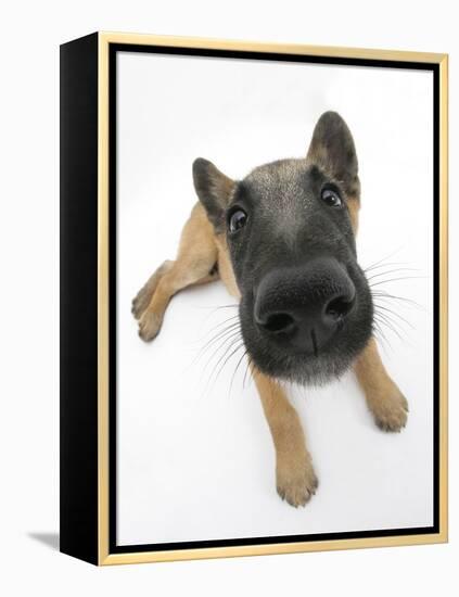 Belgian Shepherd Dog Puppy, Antar, 10 Weeks, Lying with Head Raised-Mark Taylor-Framed Premier Image Canvas