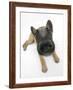 Belgian Shepherd Dog Puppy, Antar, 10 Weeks, Lying with Head Raised-Mark Taylor-Framed Photographic Print