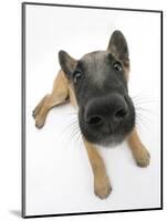 Belgian Shepherd Dog Puppy, Antar, 10 Weeks, Lying with Head Raised-Mark Taylor-Mounted Photographic Print