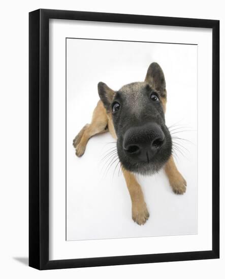 Belgian Shepherd Dog Puppy, Antar, 10 Weeks, Lying with Head Raised-Mark Taylor-Framed Photographic Print