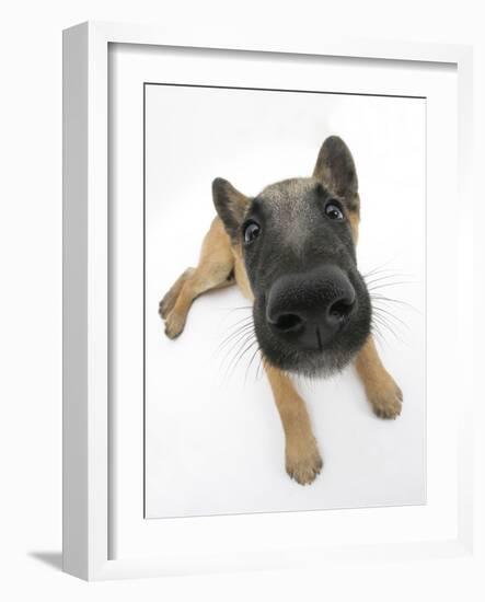 Belgian Shepherd Dog Puppy, Antar, 10 Weeks, Lying with Head Raised-Mark Taylor-Framed Photographic Print