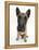 Belgian Shepherd Dog Puppy, Antar, 10 Weeks, Sitting, Looking Up-Mark Taylor-Framed Premier Image Canvas