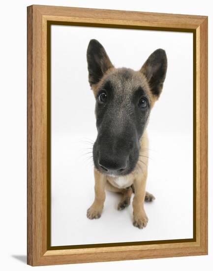 Belgian Shepherd Dog Puppy, Antar, 10 Weeks, Sitting, Looking Up-Mark Taylor-Framed Premier Image Canvas