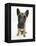 Belgian Shepherd Dog Puppy, Antar, 10 Weeks, Sitting, Looking Up-Mark Taylor-Framed Premier Image Canvas