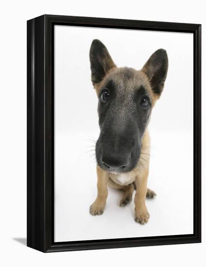 Belgian Shepherd Dog Puppy, Antar, 10 Weeks, Sitting, Looking Up-Mark Taylor-Framed Premier Image Canvas