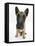 Belgian Shepherd Dog Puppy, Antar, 10 Weeks, Sitting, Looking Up-Mark Taylor-Framed Premier Image Canvas