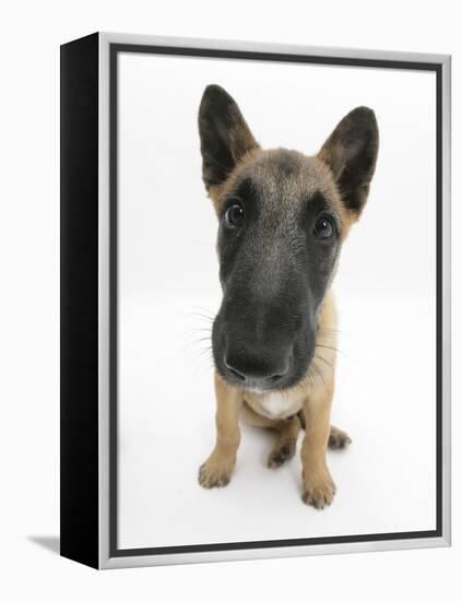 Belgian Shepherd Dog Puppy, Antar, 10 Weeks, Sitting, Looking Up-Mark Taylor-Framed Premier Image Canvas