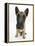 Belgian Shepherd Dog Puppy, Antar, 10 Weeks, Sitting, Looking Up-Mark Taylor-Framed Premier Image Canvas