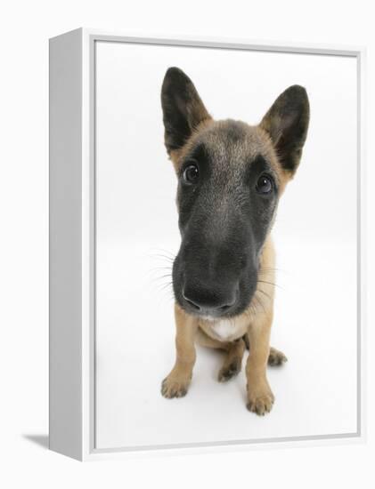 Belgian Shepherd Dog Puppy, Antar, 10 Weeks, Sitting, Looking Up-Mark Taylor-Framed Premier Image Canvas