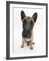 Belgian Shepherd Dog Puppy, Antar, 10 Weeks, Sitting, Looking Up-Mark Taylor-Framed Photographic Print