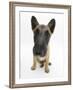 Belgian Shepherd Dog Puppy, Antar, 10 Weeks, Sitting, Looking Up-Mark Taylor-Framed Photographic Print