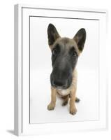 Belgian Shepherd Dog Puppy, Antar, 10 Weeks, Sitting, Looking Up-Mark Taylor-Framed Photographic Print