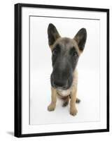 Belgian Shepherd Dog Puppy, Antar, 10 Weeks, Sitting, Looking Up-Mark Taylor-Framed Photographic Print