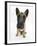 Belgian Shepherd Dog Puppy, Antar, 10 Weeks, Sitting, Looking Up-Mark Taylor-Framed Photographic Print