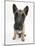 Belgian Shepherd Dog Puppy, Antar, 10 Weeks, Sitting, Looking Up-Mark Taylor-Mounted Photographic Print