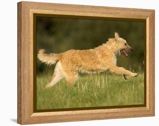 Belgian Shepherd Dog-Thorsten Milse-Framed Premier Image Canvas