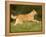 Belgian Shepherd Dog-Thorsten Milse-Framed Premier Image Canvas