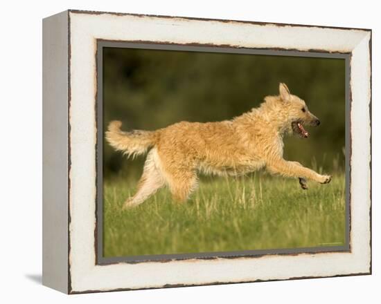 Belgian Shepherd Dog-Thorsten Milse-Framed Premier Image Canvas