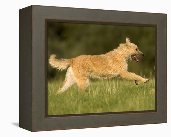 Belgian Shepherd Dog-Thorsten Milse-Framed Premier Image Canvas