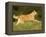 Belgian Shepherd Dog-Thorsten Milse-Framed Premier Image Canvas