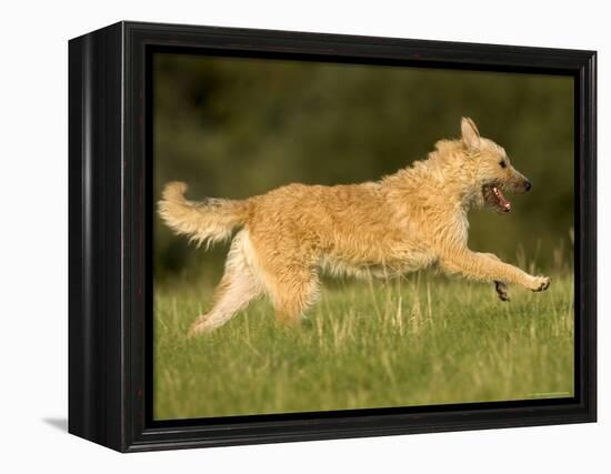 Belgian Shepherd Dog-Thorsten Milse-Framed Premier Image Canvas