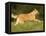 Belgian Shepherd Dog-Thorsten Milse-Framed Premier Image Canvas