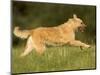 Belgian Shepherd Dog-Thorsten Milse-Mounted Photographic Print