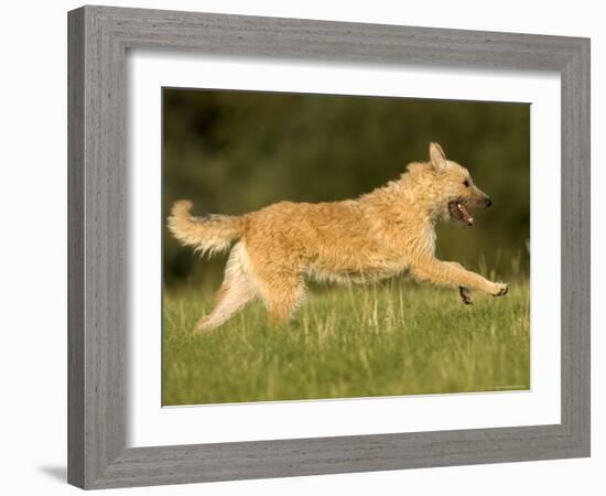 Belgian Shepherd Dog-Thorsten Milse-Framed Photographic Print