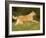 Belgian Shepherd Dog-Thorsten Milse-Framed Photographic Print