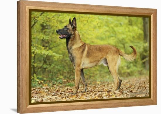 Belgian Shepherd Dog-null-Framed Premier Image Canvas