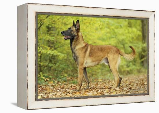 Belgian Shepherd Dog-null-Framed Premier Image Canvas