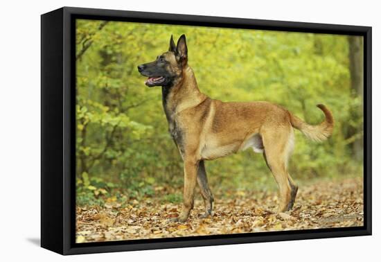 Belgian Shepherd Dog-null-Framed Premier Image Canvas