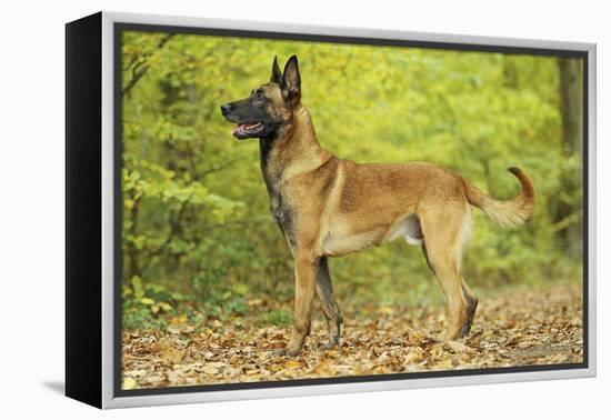 Belgian Shepherd Dog-null-Framed Premier Image Canvas