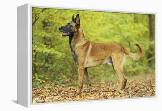 Belgian Shepherd Dog-null-Framed Premier Image Canvas