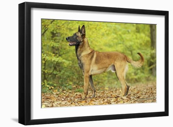 Belgian Shepherd Dog-null-Framed Photographic Print