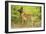 Belgian Shepherd Dog-null-Framed Photographic Print