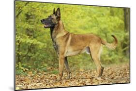Belgian Shepherd Dog-null-Mounted Photographic Print
