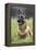 Belgian Shepherd-null-Framed Premier Image Canvas