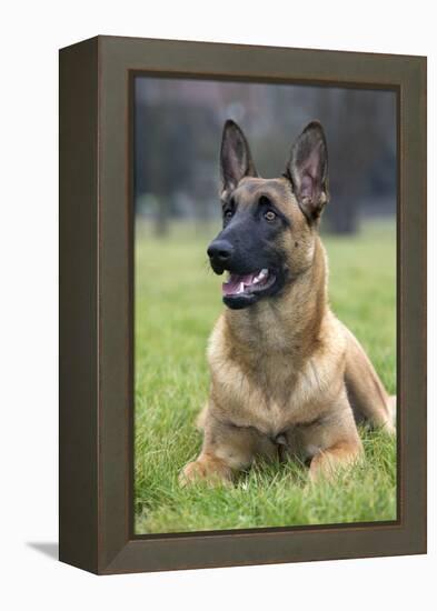 Belgian Shepherd-null-Framed Premier Image Canvas