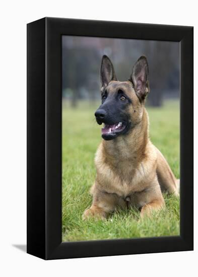 Belgian Shepherd-null-Framed Premier Image Canvas