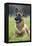 Belgian Shepherd-null-Framed Premier Image Canvas