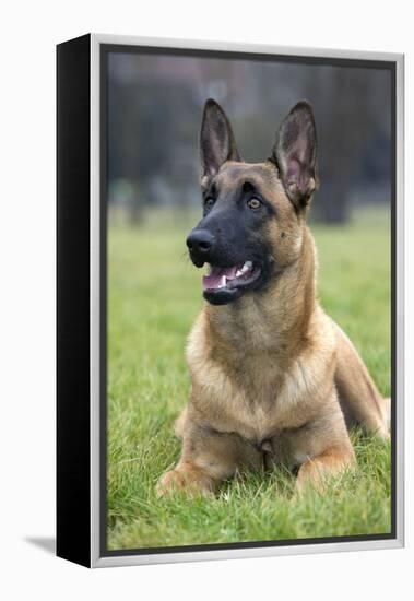 Belgian Shepherd-null-Framed Premier Image Canvas