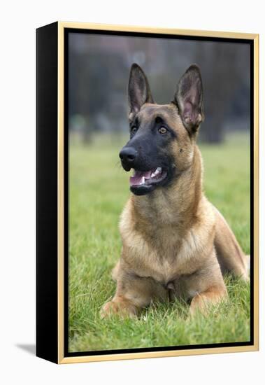 Belgian Shepherd-null-Framed Premier Image Canvas