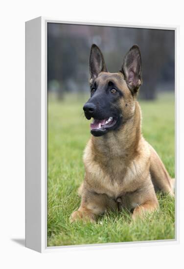 Belgian Shepherd-null-Framed Premier Image Canvas