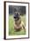 Belgian Shepherd-null-Framed Photographic Print