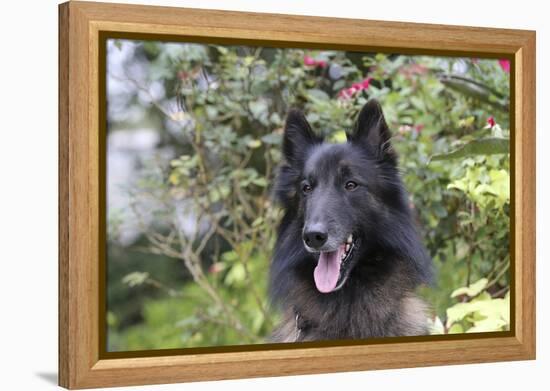 Belgian Tervurens Shepherd 06-Bob Langrish-Framed Premier Image Canvas